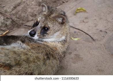 The Civet  Is  Lying On The Floor. Viverridae. 