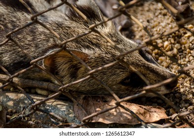 Civet In A Steel Cage