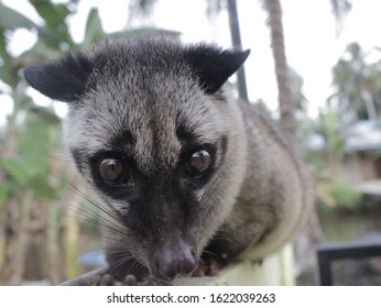 Weasel in malay