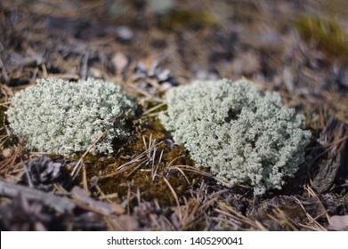 Cladonia (cup Lichen)  In Pine Forest 