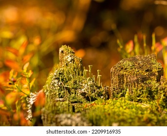 Cladonia Fimbriata Or The Trumpet Cup Lichen. Plant, Forest Lichen In The Autumn Forest, Soft Daylight