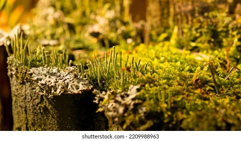 Cladonia Fimbriata Or The Trumpet Cup Lichen. Plant, Forest Lichen In The Autumn Forest, Soft Daylight