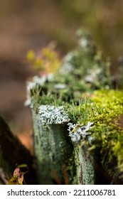 Cladonia Fimbriata Or The Trumpet Cup Lichen. Plant, Forest Lichen In The Autumn Forest, Soft Daylight