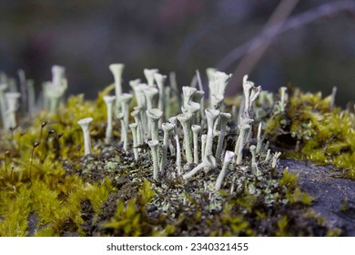 Cladonia fimbriata or the trumpet cup lichen is a species cup lichen belonging to the family Cladoniaceae.