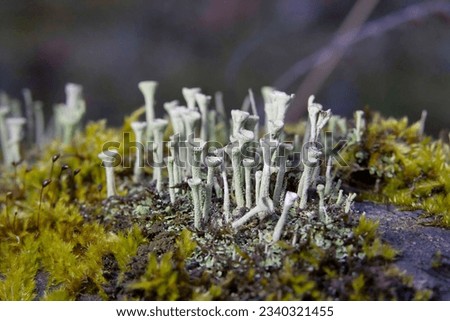 Cladonia fimbriata or the trumpet cup lichen is a species cup lichen belonging to the family Cladoniaceae. 商業照片 © 