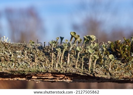 Cladonia lichen (lat. Cladonia) on rotting wood. Cladonia (lat. Cladonia) is a genus of lichens in the Cladoniaceae family (Cladoniaceae).