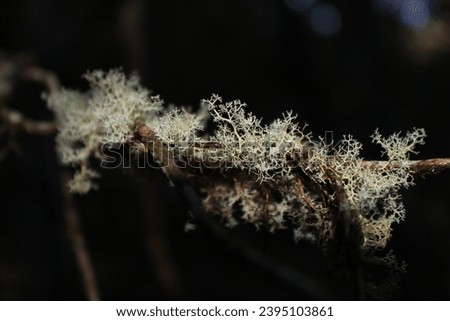 Cladonia portentosa, Reindeer lichen closeup in black background