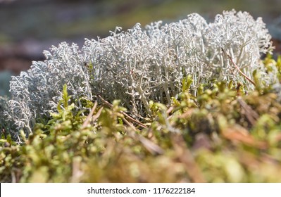 Cladonia Rangiferia, Also Known As Reindeer Lichen. Other Common Names Include Reindeer Moss, Deer Moss, And Caribou Moss.