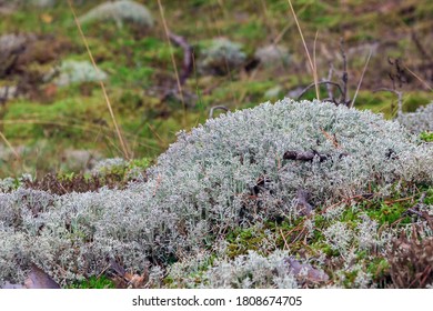 Cladonia Rangiferia, Also Known As Reindeer Lichen. Other Common Names Include Reindeer Moss, Deer Moss, And Caribou Moss.