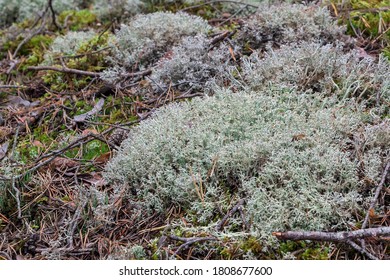 Cladonia Rangiferia, Also Known As Reindeer Lichen. Other Common Names Include Reindeer Moss, Deer Moss, And Caribou Moss.