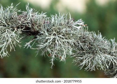 Cladonia Rangiferina, Also Known As Grey Reindeer Lichen Or Reindeer Moss, Caribou Moss.