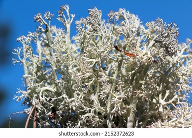 Cladonia Rangiferina, Also Known As Reindeer Lichen. Other Common Names Include Reindeer Moss, Deer Moss, And Caribou Moss.