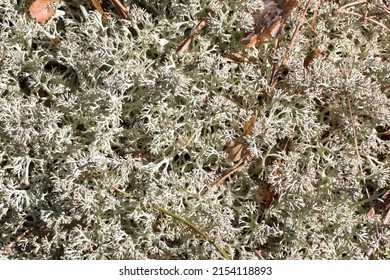 Cladonia Rangiferina, Also Known As Reindeer Lichen. Other Common Names Include Reindeer Moss, Deer Moss, And Caribou Moss.