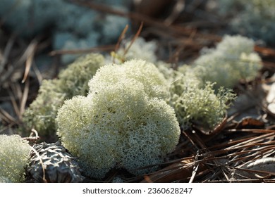 Cladonia rangiferina, also as reindeer lichen , light-colored, fruticose, family Cladoniaceae