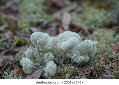 Cladonia rangiferina, also as reindeer lichen , light-colored, fruticose, family Cladoniaceae