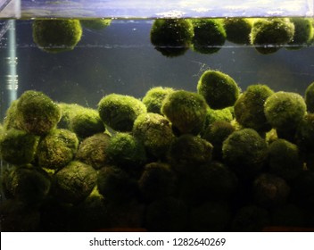 Cladophora Plant Balls In Aquarium