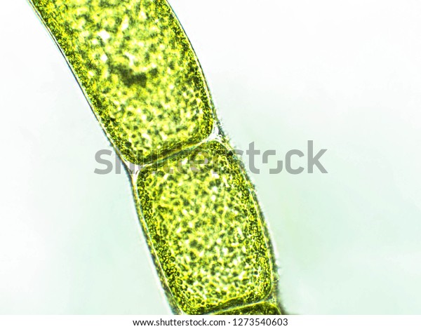 Cladophora Sp Algae Under Microscopic View Stock Photo 1273540603 ...