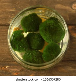 Cladophore Seaweed. Japanese Seaweed Marimo. Ball Of Underwater Moss. Seaweed For Aquarium Close-up In A Glass Jar On A Brown Wooden Background. Aegagropila Linnaei.