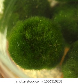 Cladophore Seaweed. Japanese Seaweed Marimo Macro. Ball Of Underwater Moss. Algae For The Aquarium Close-up. Aegagropila Linnaei.