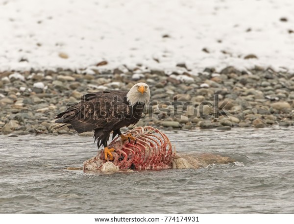 Claiming the Carcass - A bald eagle stands in\
defiance on the rib cage of a brown bear carcass in the Chilkat\
River and claims ownership of the prize. Chilkat Bald Eagle\
Preserve. Haines,\
Alaska.