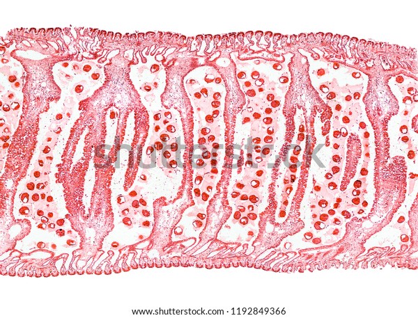 Clam Gill Cross Section Cut Under 스톡 사진 1192849366 | Shutterstock