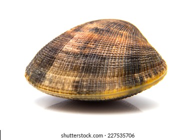 A Clam, Isolated On White Background