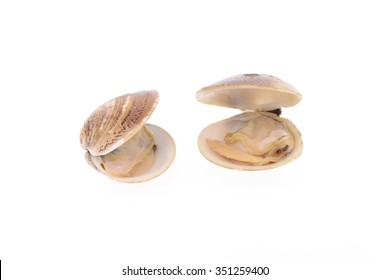 
Clam Isolated On A White Background 