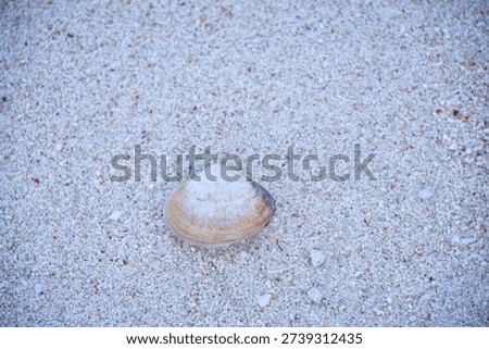A clam shell lying on the beach sand. This shell is most likely a batik clam (Paratapes undulatus) or a similar clam species from the Veneridae family.