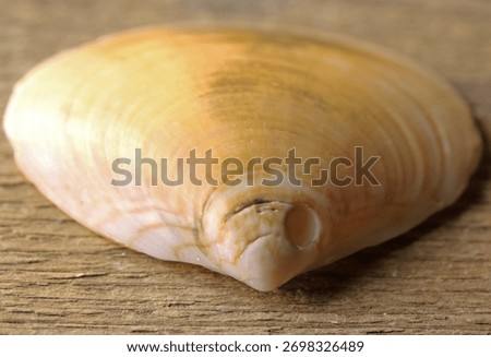 CLAM SHELL WITH A PERFECT ROUND HOLE MADE BY THE RADULA OF ANOTHER CREATURE