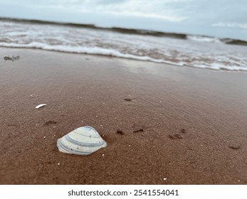 Clam shell red sand beach ocean shoreline calm peaceful ocean waves outdoor water sea shell - Powered by Shutterstock