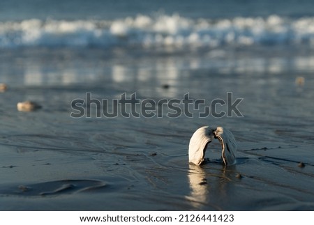 Clam shell standing on sand with a surf line in the background at Westhaven State Park, Grays Harbor, Washington