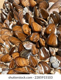 Clam shells cluster on a beach