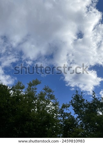Claming veiw of clouds through trees