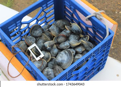 Clamming In Edgartown, Martha's Vineyard