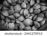 Clams. Fresh clams for sale at a Seafood Market. Live CLAMS. Clams on ice. Ocean life. Sea food. Bi-valve. These species may live 20 years or more. Marine Invertebrates. California Department of Fish 