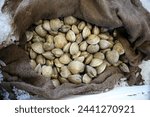 Clams. Fresh clams for sale at a Seafood Market. Live CLAMS. Clams on ice. Ocean life. Sea food. Bi-valve. These species may live 20 years or more. Marine Invertebrates. California Department of Fish 