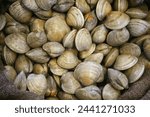 Clams. Fresh clams for sale at a Seafood Market. Live CLAMS. Clams on ice. Ocean life. Sea food. Bi-valve. These species may live 20 years or more. Marine Invertebrates. California Department of Fish 