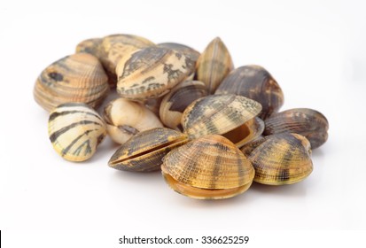 clams isolated on white background