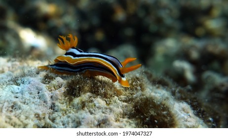 Clams. Nudibranch Mollusks - Nudibranchia Chromodorides - Chromodorididae Four-color Chromodoris (Pajamas).