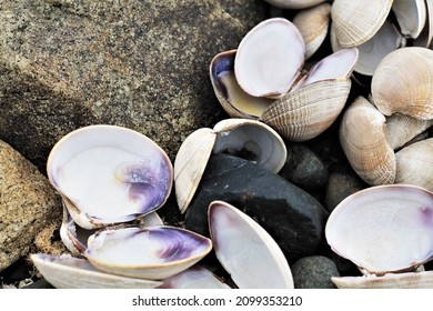 Clamshells On A Vancouver Island Beach