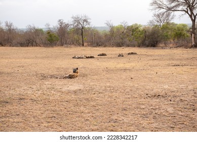 Clan of hyenas relaxing in the open, Greater Kruger, South Africa - Shutterstock ID 2228342217