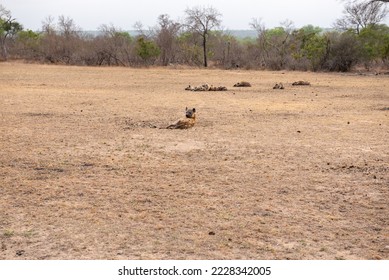 Clan of hyenas resting in the open, Greater Kruger, South Africa - Shutterstock ID 2228342005