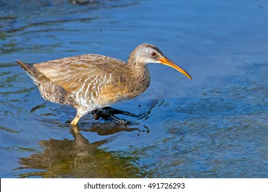 Clapper Rail