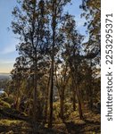 Claremont Canyon Regional Preserve, trail, East Bay Regional Park district, eucalyptus diversicolor, eucalyptus regnans, eucalyptus