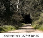 Claremont Hills Wilderness park. California in February.