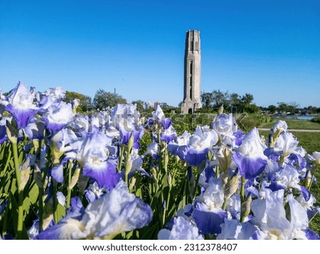 'Clarence' Bearded Iris in bloom in the Oudoulf garden in late spring at Belle Isle State Park in Detroit Michigan with the Nancy Brown Peace Carillon Tower in the background