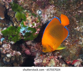 Clarion Angelfish