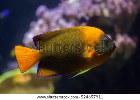 Clarion angelfish (Holacanthus clarionensis). Marine fish.