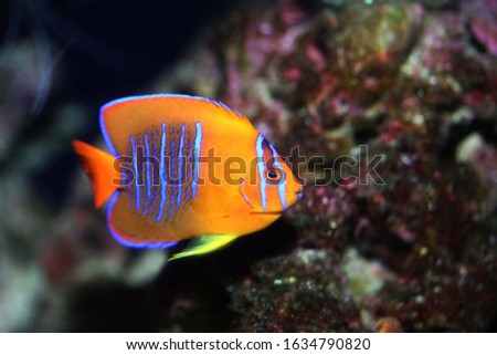 Clarion Angelfish (holacanthus clarionensis) from Mexico