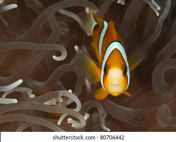 Clark`s Anemone Fish